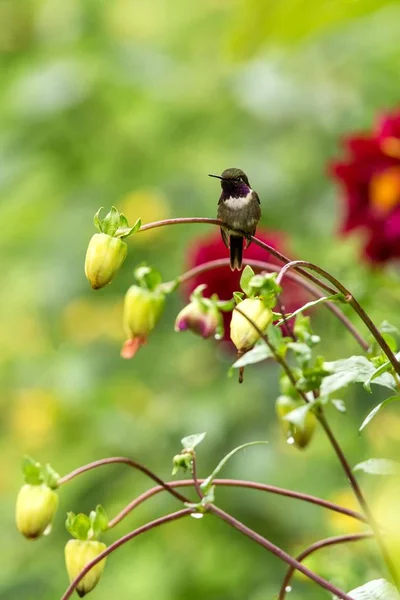 Lila Kehliger Waldstern Auf Ast Sitzend Kolibri Aus Tropischen Wäldern — Stockfoto