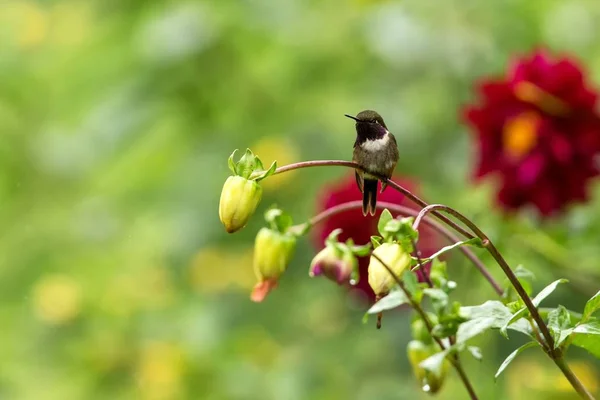 Lila Kehliger Waldstern Auf Ast Sitzend Kolibri Aus Tropischen Wäldern — Stockfoto