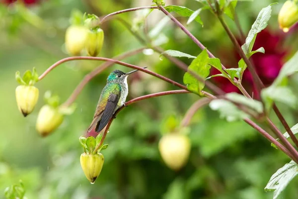 Western Emerald Zittend Een Tak Kolibrie Uit Tropisch Woud Colombia — Stockfoto