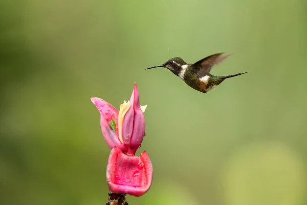 Purple Throated Kolibries Zweven Naast Roze Bloem Tropisch Woud Colombia — Stockfoto