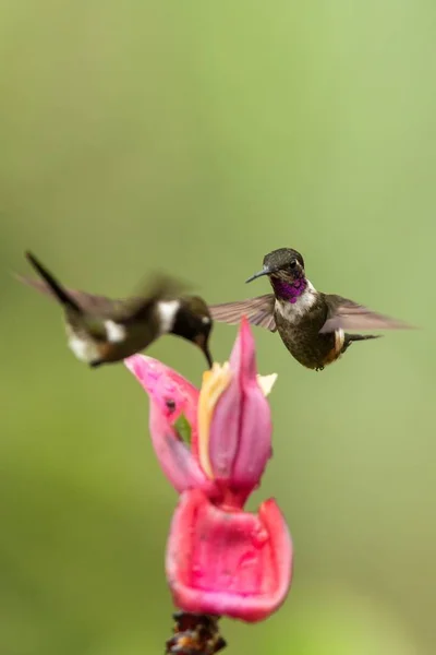 Unoszące Się Obok Różowy Kwiat Dwóch Kolibry Las Tropikalny Kolumbia — Zdjęcie stockowe