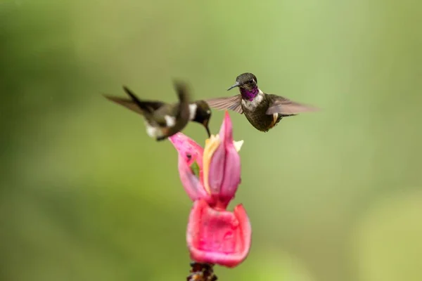 Δύο Κολίβρια Δίπλα Στο Ροζ Λουλούδι Τροπικό Δάσος Κολομβία Πουλί — Φωτογραφία Αρχείου
