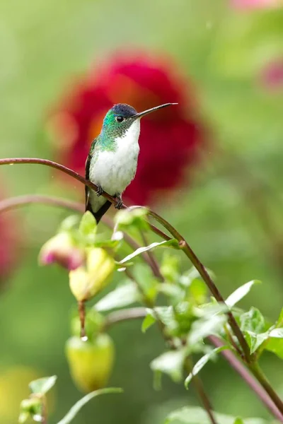 Esmeralda Ocidental Sentado Ramo Beija Flor Floresta Tropical Colômbia Pássaro — Fotografia de Stock