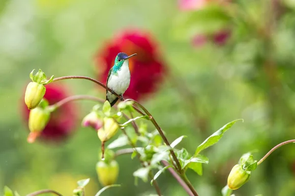 Esmeralda Occidental Sentada Rama Colibrí Del Bosque Tropical Colombia Pájaro —  Fotos de Stock