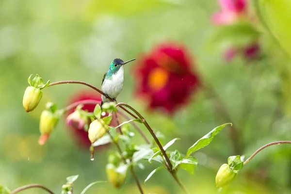 Esmeralda Occidental Sentada Rama Colibrí Del Bosque Tropical Colombia Pájaro —  Fotos de Stock