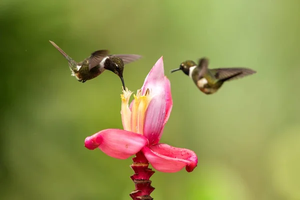 Twee Kolibries Zweven Naast Roze Bloem Tropisch Woud Colombia Bird — Stockfoto