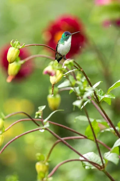 Esmeralda Occidental Sentada Rama Colibrí Del Bosque Tropical Colombia Pájaro —  Fotos de Stock