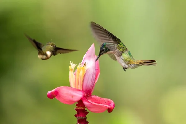 Два Колібрі Завис Поруч Рожевої Квітки Тропічний Ліс Колумбія Птах — стокове фото