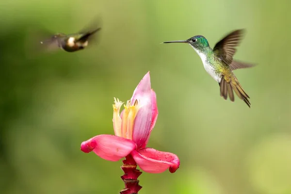 Deux Colibris Planant Côté Fleur Rose Forêt Tropicale Colombie Oiseau — Photo