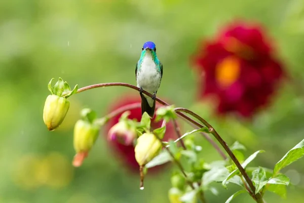 Esmeralda Occidental Sentada Rama Colibrí Del Bosque Tropical Colombia Pájaro —  Fotos de Stock