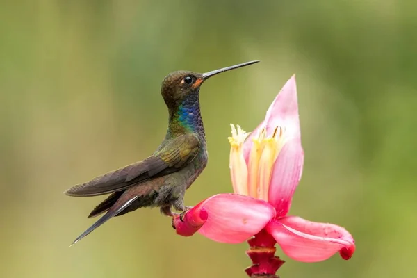 Hillstar Dalla Coda Bianca Seduta Bere Nettare Dal Fiore Rosso — Foto Stock