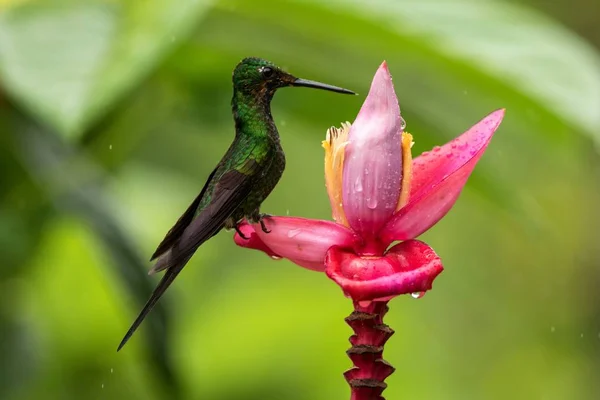 Hummingbird Sitting Pink Yellow Flower Garden Tropical Forest Ecuador Bird — Stock Photo, Image