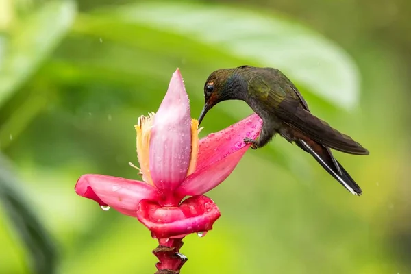 Hummingbird Seduto Fiori Rosa Gialli Giardino Foresta Tropicale Ecuador Appollaiamento — Foto Stock