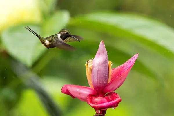 Colibrì Aleggiante Accanto Fiore Rosa Giallo Giardino Foresta Tropicale Colombia — Foto Stock