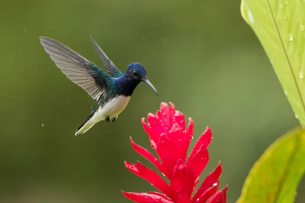 Wit Necked Jacobin Zweven Naast Rode Bloem Regen Gespreide Tropisch — Stockfoto