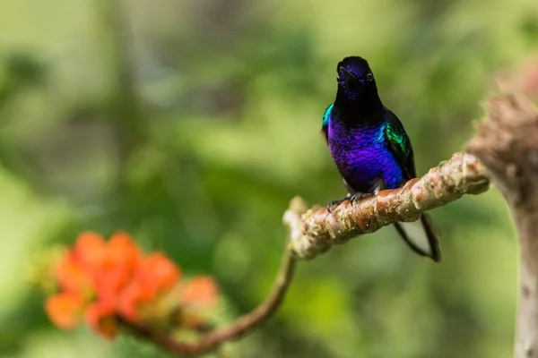 Velvet Purple Coronet Sitting Branch Orange Flower Hummingbird Tropical Forest — Stock Photo, Image