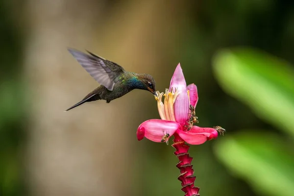 蜂鸟盘旋旁边粉红色和黄色的花朵 热带森林 哥伦比亚 鸟在飞行与伸出翅膀 飞行蜂鸟吸花蜜从开花 异国情调的旅行冒险 — 图库照片