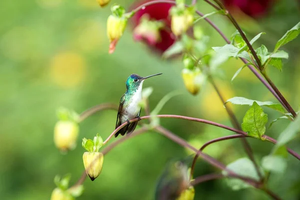 Piękny Ptak Andyjskiej Szmaragd Siedzący Gałęzi Koliber Lasów Tropikalnych Ekwador — Zdjęcie stockowe