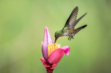 İmparatoriçe en sevdiğim pembe çiçek nektarı içmeye hovering parlak. Hayvan davranış. Ekvator, sinekkuşu dağ rainforest dan, Bahçe, vahşi doğada, egzotik macera gezi güzel kuş 