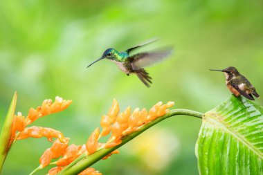 Hummingbirds hovering next to orange flower and another bird sitting on leave,tropical forest,Ecuador,bird sucking nectar from blossom in garden,hummingbird with outstretched wings,wildlife scene clipart