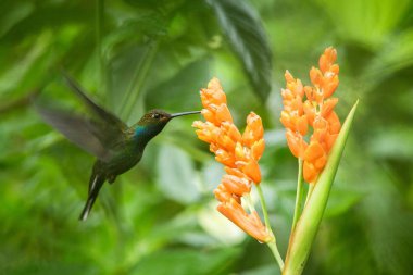 Portakal çiçeği yanında uçan sinek kuşu tropikal orman, Ekvator, uzanmış kanatlı, doğa yaban hayatı sahne, Bahçe, kuş çiçeği gelen nektar emme kuş temizleyin arka plan, egzotik macera