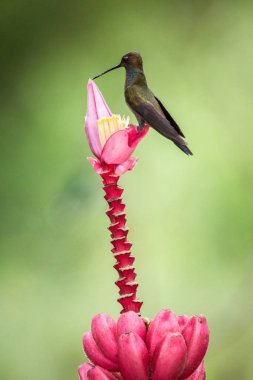 Pembe çiçek üzerinde oturan sinek kuşu tropikal orman, Brezilya, bitki, doğa yaban hayatı sahne, tıraşlama Bahçe, kuş çiçeği gelen nektar emme kuş açık arka plan, egzotik macera, çevre