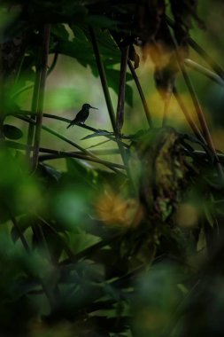 Sinek sinek--dan tropikal yağmur ormanları, Ekvator, ağacının dalını oturan kuş tüneyen, küçük güzel kuş bahçesinde, dinlenme açık arka plan, doğa sahne, yaban hayatı, kuş siluet, egzotik 