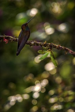 Ak kuyruklu hillstar oturan şube, tropikal yağmur ormanları, Brezilya, kuş tüneyen, küçük güzel kuş dinlenme, hayvan siluet üzerinden sinekkuşu, düşük ışık, aydınlık daire içinde geçmiş, egzotik macera
