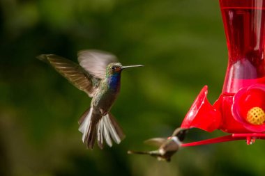 Sinek kuşu uzanmış kanatları ile tropikal orman, Peru, kuş kırmızı besleyicisi olan şekerli su, Bahçe, yanındaki hovering temizleyin arka plan, doğa sahne, yaban hayatı, egzotik macera, renkli güzel hayvan