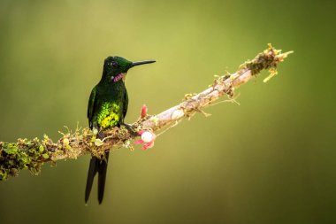 Şube, sinekkuşu gelen tropik yağmur ormanı, Brezilya, parlak İmparatoriçe oturan kuş tüneyen, küçük güzel kuş Çiçek bahçesinde, dinlenme açık arka plan, doğa sahne, yaban hayatı, egzotik macera
