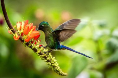 Portakal çiçeği yanındaki hovering Menekşe kuyruklu sylph tropikal orman, Peru, uzanmış kanatları, doğa yaban hayatı sahne, egzotik gezi ile Bahçe, güzel sinekkuşu nektar çiçek üzerinden emme kuş