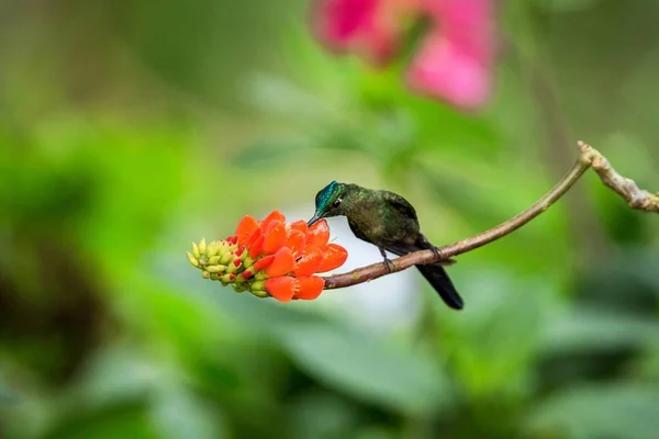 Κολιμπρί Κάθεται Στο Πορτοκαλί Λουλούδι Τροπικό Δάσος Βραζιλία Πουλί Πιπίλισμα — Φωτογραφία Αρχείου