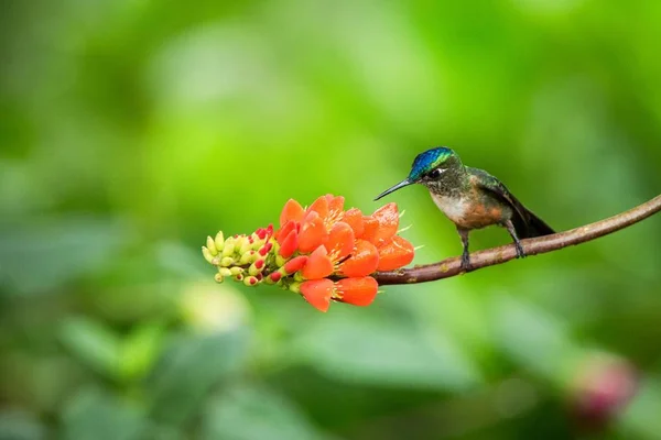 Hummingbird Sentado Flor Laranjeira Floresta Tropical Brasil Pássaro Sugando Néctar — Fotografia de Stock