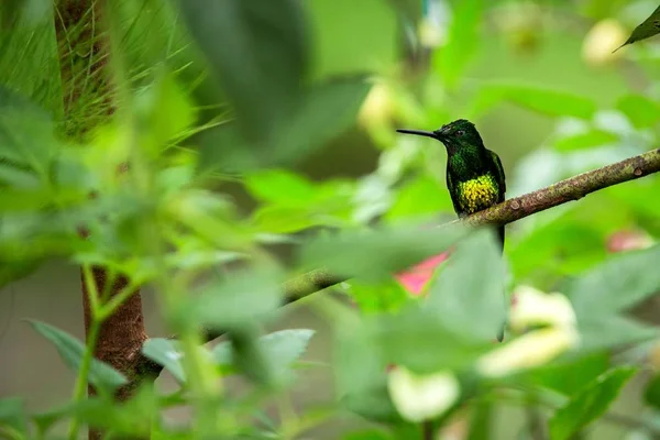 Impératrice Brillant Assis Sur Branche Colibri Forêt Tropicale Équateur Perchoir — Photo