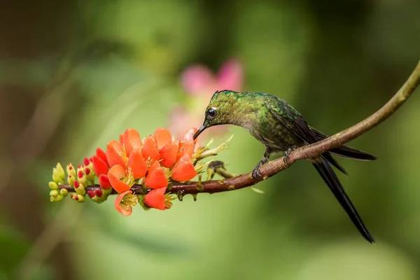 Kolibri Sitzt Auf Orangefarbener Blume Tropischer Wald Brasilien Vogel Saugt — Stockfoto