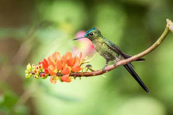 Hummingbird Sitting Orange Flower Tropical Forest Brazil Bird Sucking Nectar — Stock Photo, Image