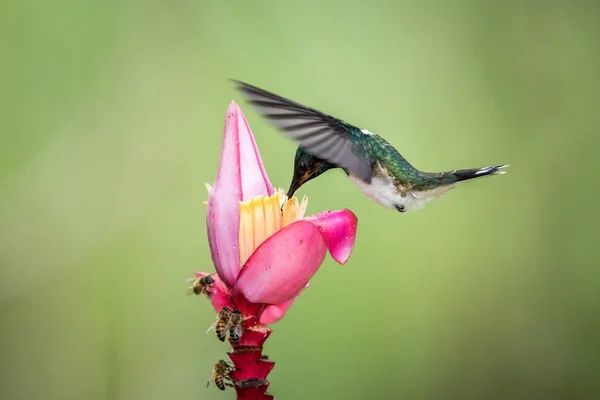 Jacobin Pescoço Branco Pairando Néctar Bebendo Flor Rosa Favorita Comportamento — Fotografia de Stock