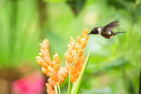 자주색 Woodstar 오렌지 에콰도르 조류와 꽃에서 — 스톡 사진