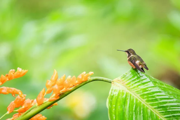 Hummingbird Seduto Congedo Fiore Arancio Foresta Tropicale Ecuador Uccello Succhiare — Foto Stock