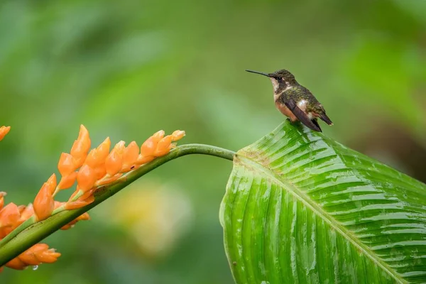 Hummingbird Seduto Congedo Fiore Arancio Foresta Tropicale Ecuador Uccello Succhiare — Foto Stock