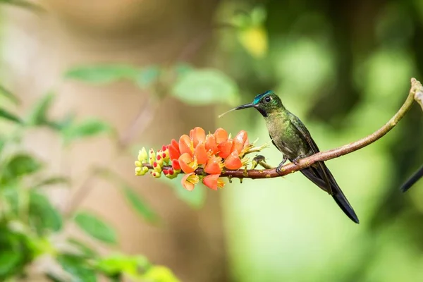 Hummingbird Sitting Orange Flower Tropical Forest Brazil Bird Sucking Nectar — Stock Photo, Image