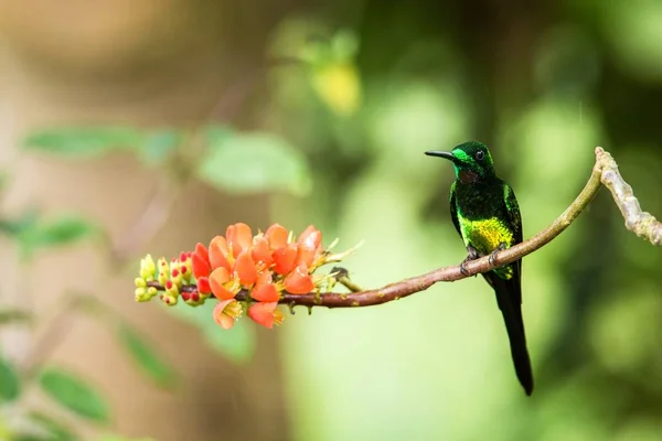 Kolibri Sitzt Auf Orangefarbener Blume Tropischer Wald Brasilien Vogel Saugt — Stockfoto