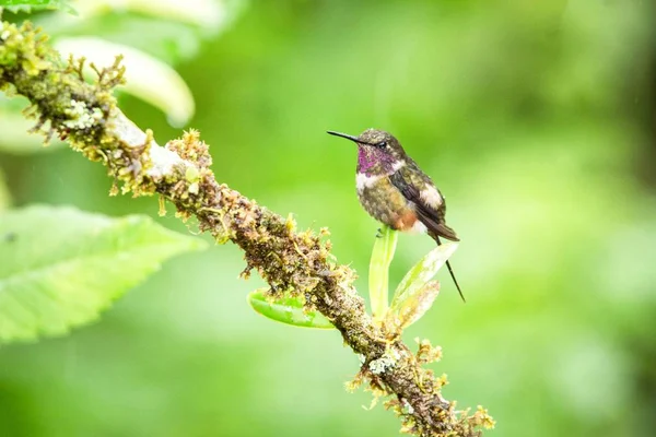 Fioletowy Throated Woodstar Siedzi Liść Koliber Lasów Tropikalnych Ekwador Ptaka — Zdjęcie stockowe