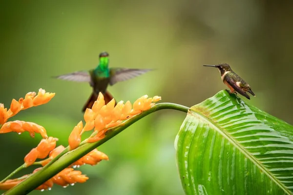 Hummingbirds 오렌지 에콰도르 조류와 꽃에서 — 스톡 사진
