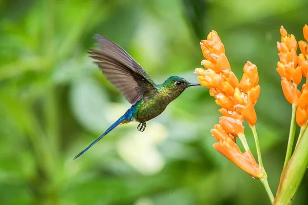 Violet Tailed Sylph Hovering Next Orange Flower Tropical Forest Ecuador — Stock Photo, Image