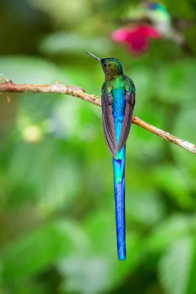 Silfa Cauda Violeta Sentado Ramo Beija Flor Floresta Tropical Equador — Fotografia de Stock