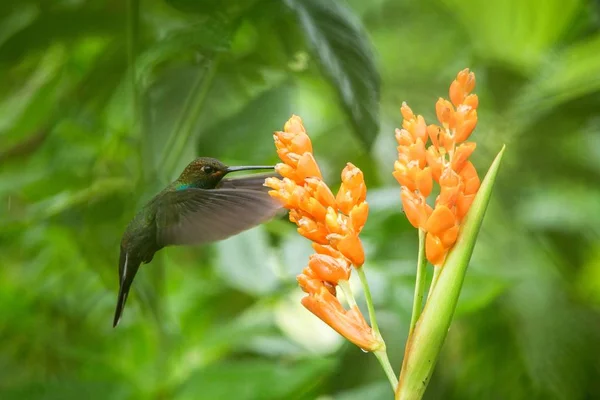 오렌지 에콰도르 조류에 꽃에서 이국적인 — 스톡 사진