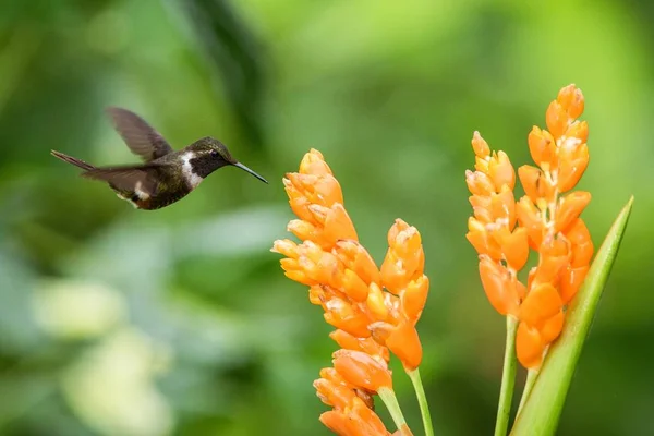 Beija Flor Pairando Lado Flor Laranja Floresta Tropical Equador Pássaro — Fotografia de Stock