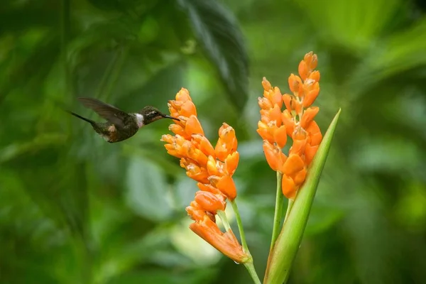 Kolibrie Zweven Naast Oranje Bloem Tropisch Woud Ecuador Vogel Zuigen — Stockfoto