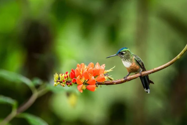 Hummingbird Seduto Fiore Arancio Foresta Tropicale Ecuador Uccello Succhiare Nettare — Foto Stock